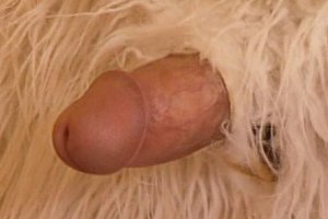丝袜玉足足交视频 Porn